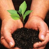 Plantarea plantelor si a florilor in ghiveci Plantarea plantelor si a florilor in ghiveci